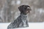 SportDOG Brand No Bark 8 levels - SBC-8