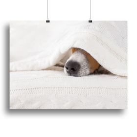 Jack russell dog sleeping under the blanket Canvas Print or Poster (Type: Poster Print, size: 32" x 24" / 80cm x 60cm (approx))